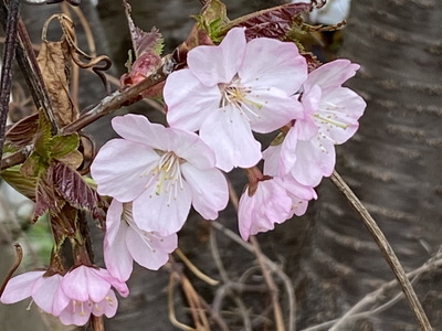 sakura02.jpg(62852 byte)