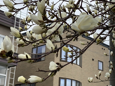 sakura03.jpg(80181 byte)