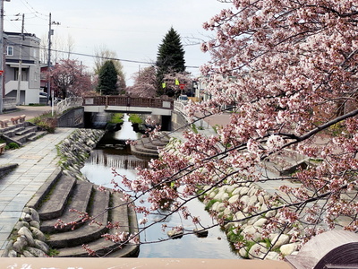 sakura201.jpg(92604 byte)