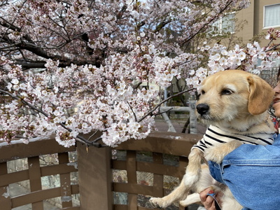 sakura202.jpg(86159 byte)