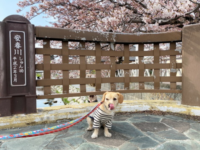 sakura203.jpg(81080 byte)