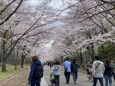 sakura301.jpg(86820 byte)
