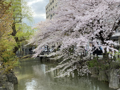sakura302.jpg(85981 byte)