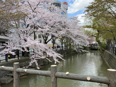 sakura303.jpg(84289 byte)
