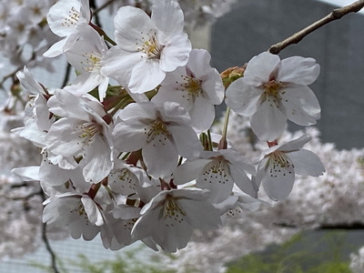sakura305.jpg(57189 byte)
