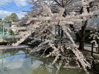 sakura306.jpg(87693 byte)