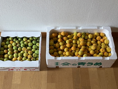 ume01.jpg(65819 byte)