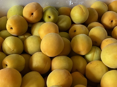 ume02.jpg(50066 byte)