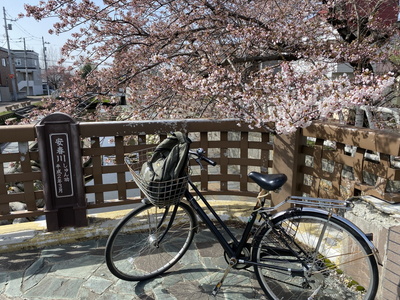 sakura01.jpg(93296 byte)