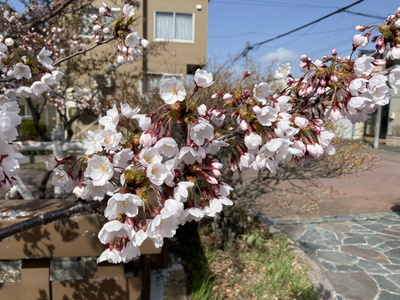 sakura02.jpg(79013 byte)