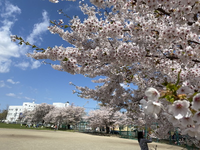 sakura201.jpg(80654 byte)