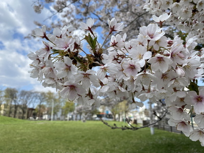 sakura202.jpg(68125 byte)