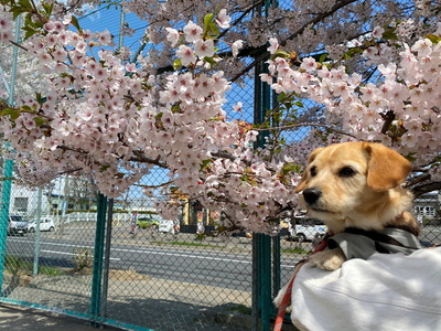 sakura203.jpg(94878 byte)