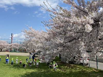 sakura204.jpg(80538 byte)