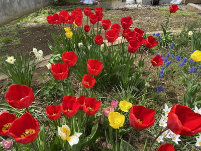 tulip01.jpg(93497 byte)