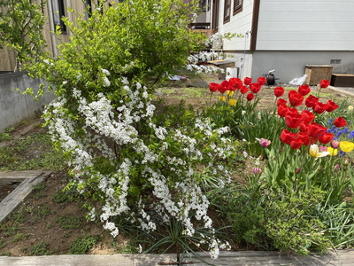 tulip02.jpg(94489 byte)